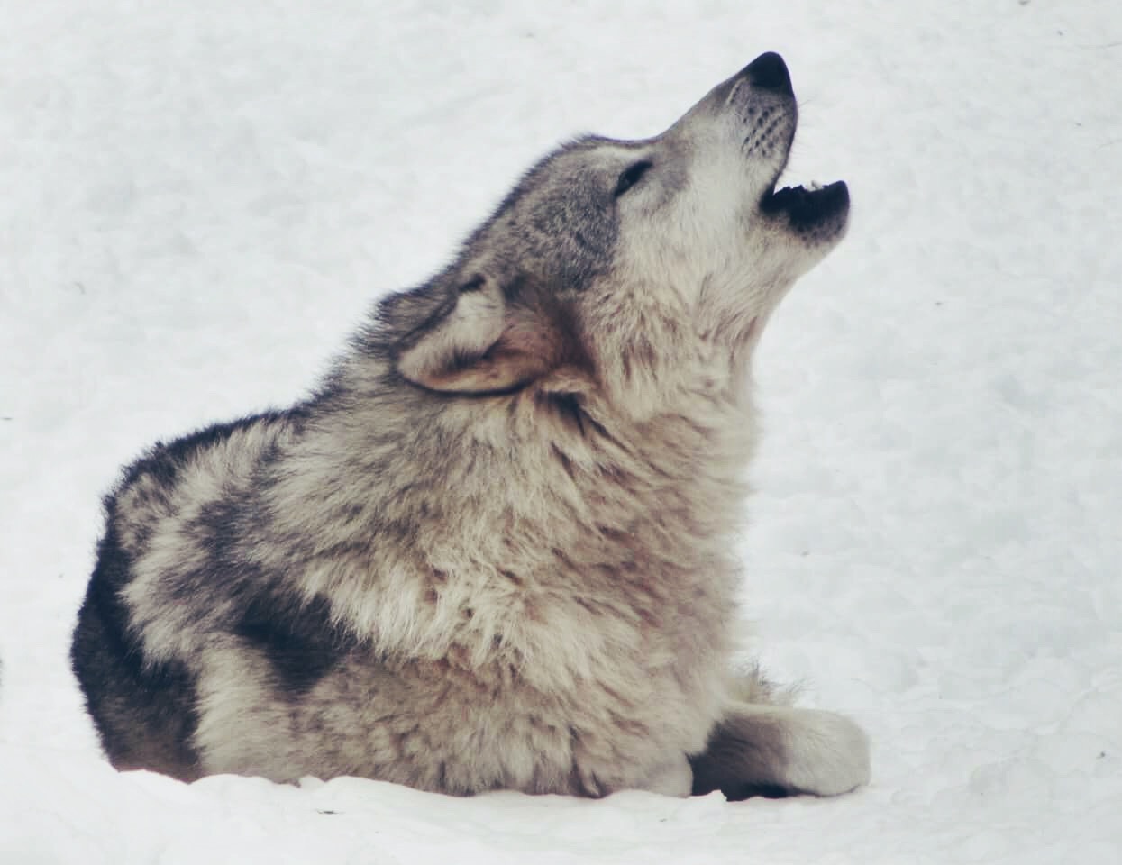 ACTION ALERT: FEDERAL WOLF DELISTING COMMENT PERIOD EXTENDED UNTIL JULY 15th