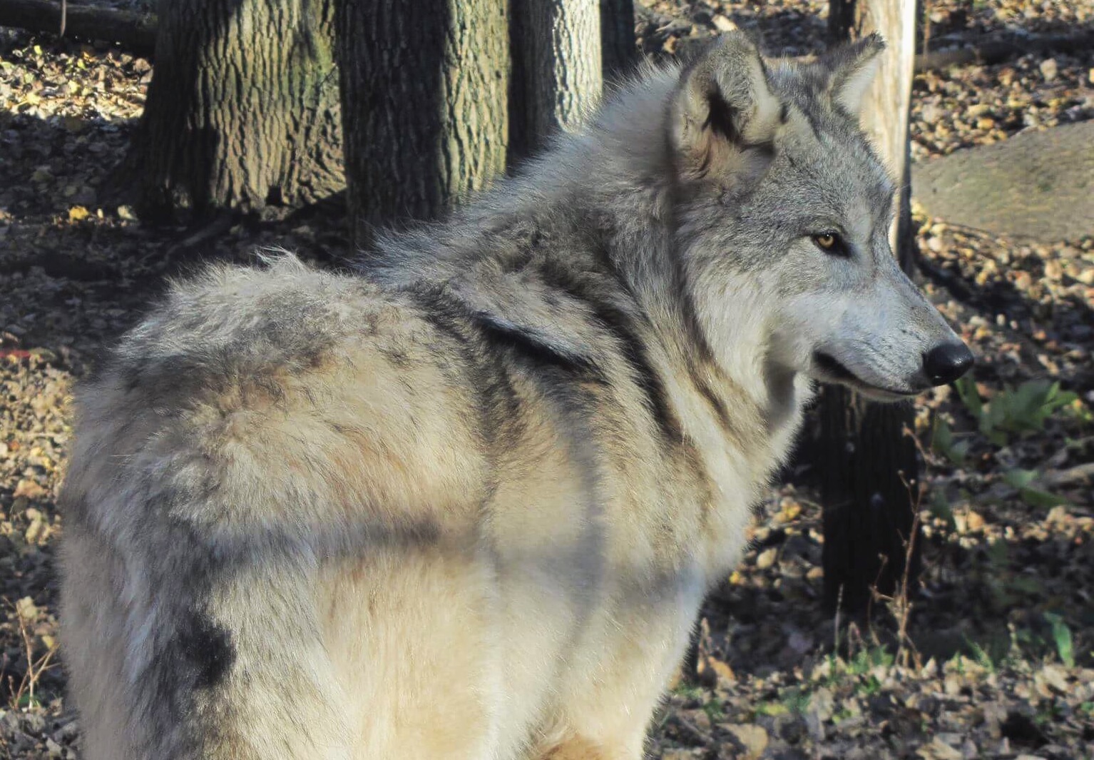 JOINT PRESS RELEASE: Congress Unleashes War on Wolves Act