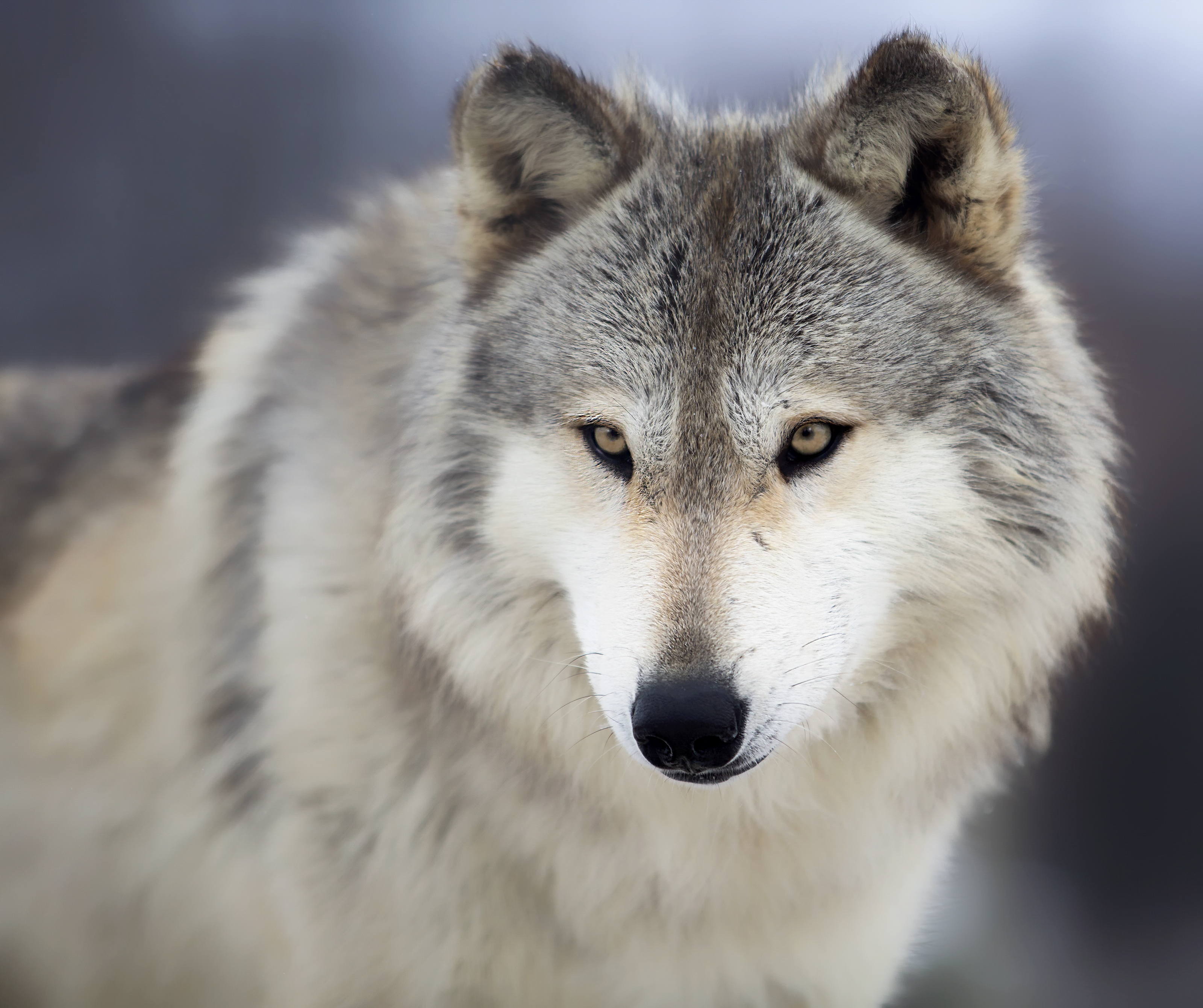 Friends of the Wisconsin Wolf Joins 240+ Conservation Groups Urging Lawmakers to Reject Anti-Wildlife Riders