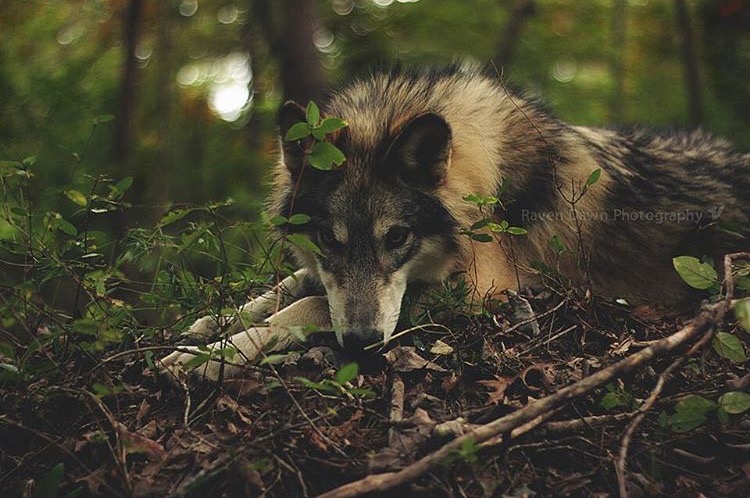 Go Meat-Free for Wolves and Wildlife