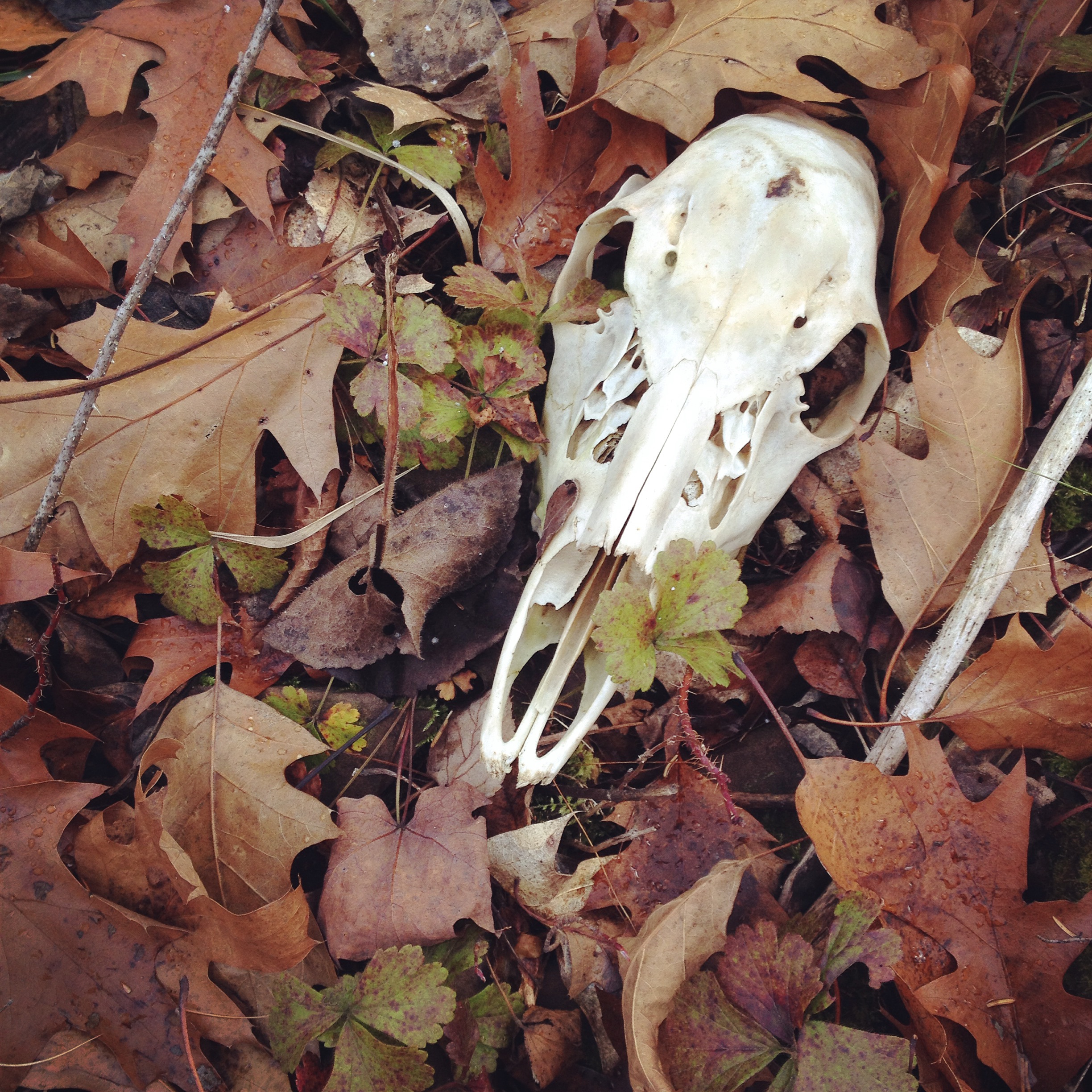 The Wisconsin Deer Mortality Fallacy