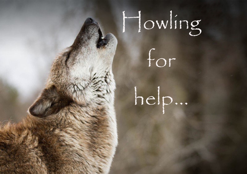 URGENT! WI WOLF HUNT OPENS TODAY: HERE’S WHAT YOU CAN DO