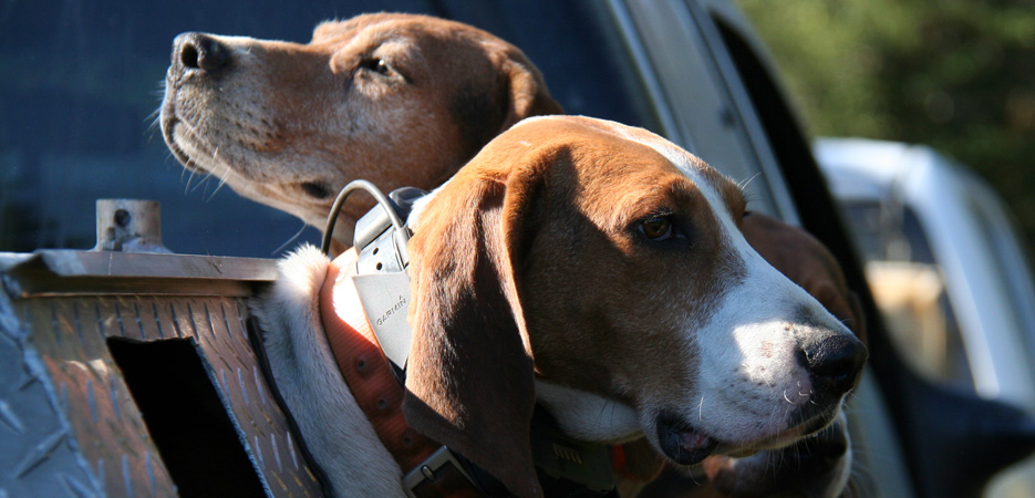 Payments for Hunting Dogs Killed by Wolves is a Scam