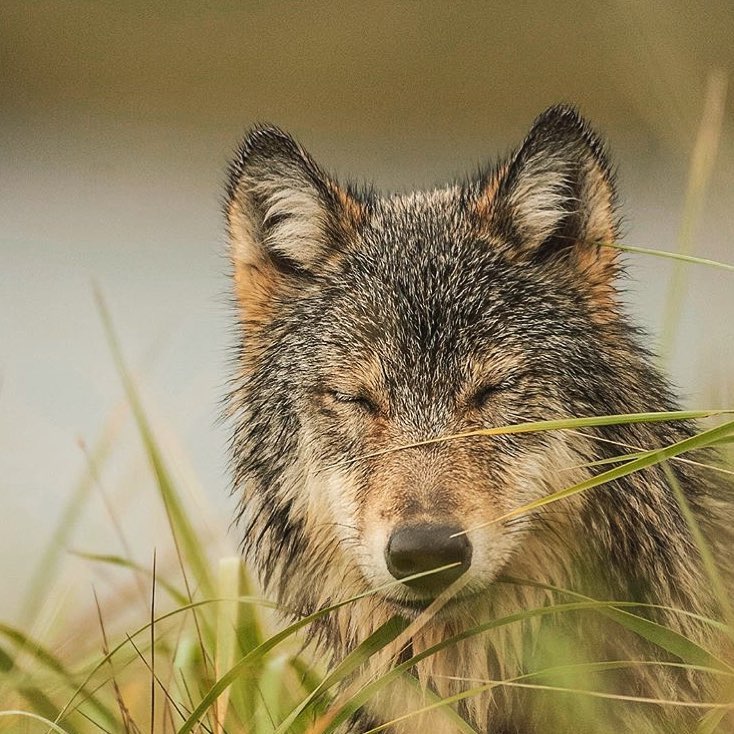 URGENT: GREAT LAKES WOLVES STILL AT RISK