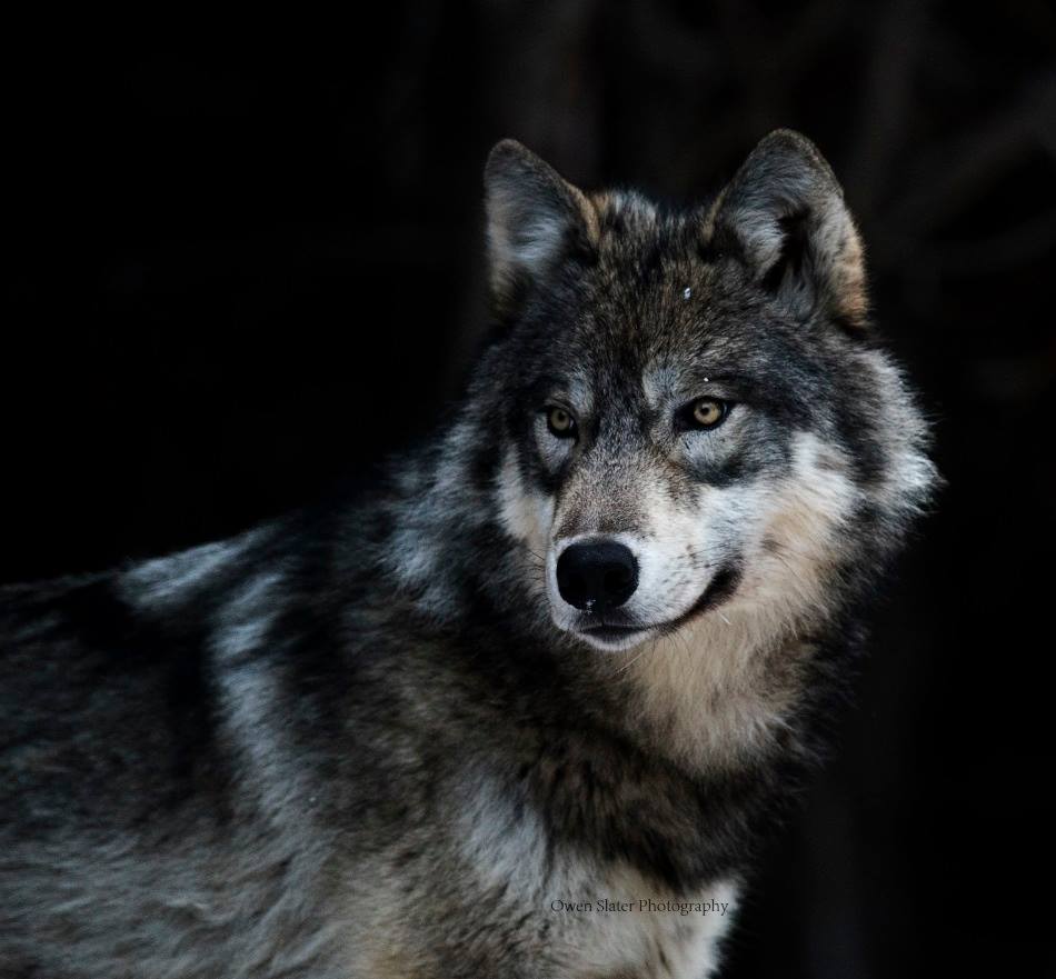 Sample Letter to Senator Tammy Baldwin