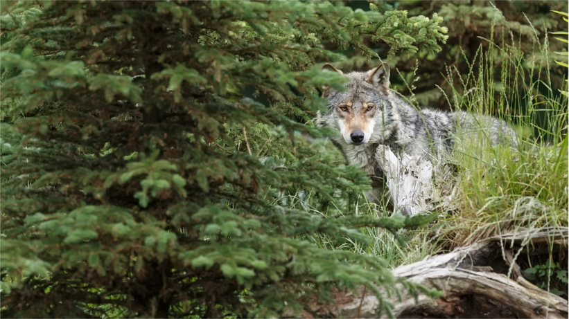 Sarah Bergstrom: Rural Areas About More Than Wolves