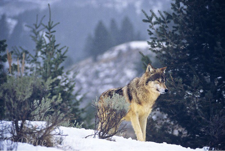Melissa Smith: Tammy Baldwin should protect wolves not seek to delist them