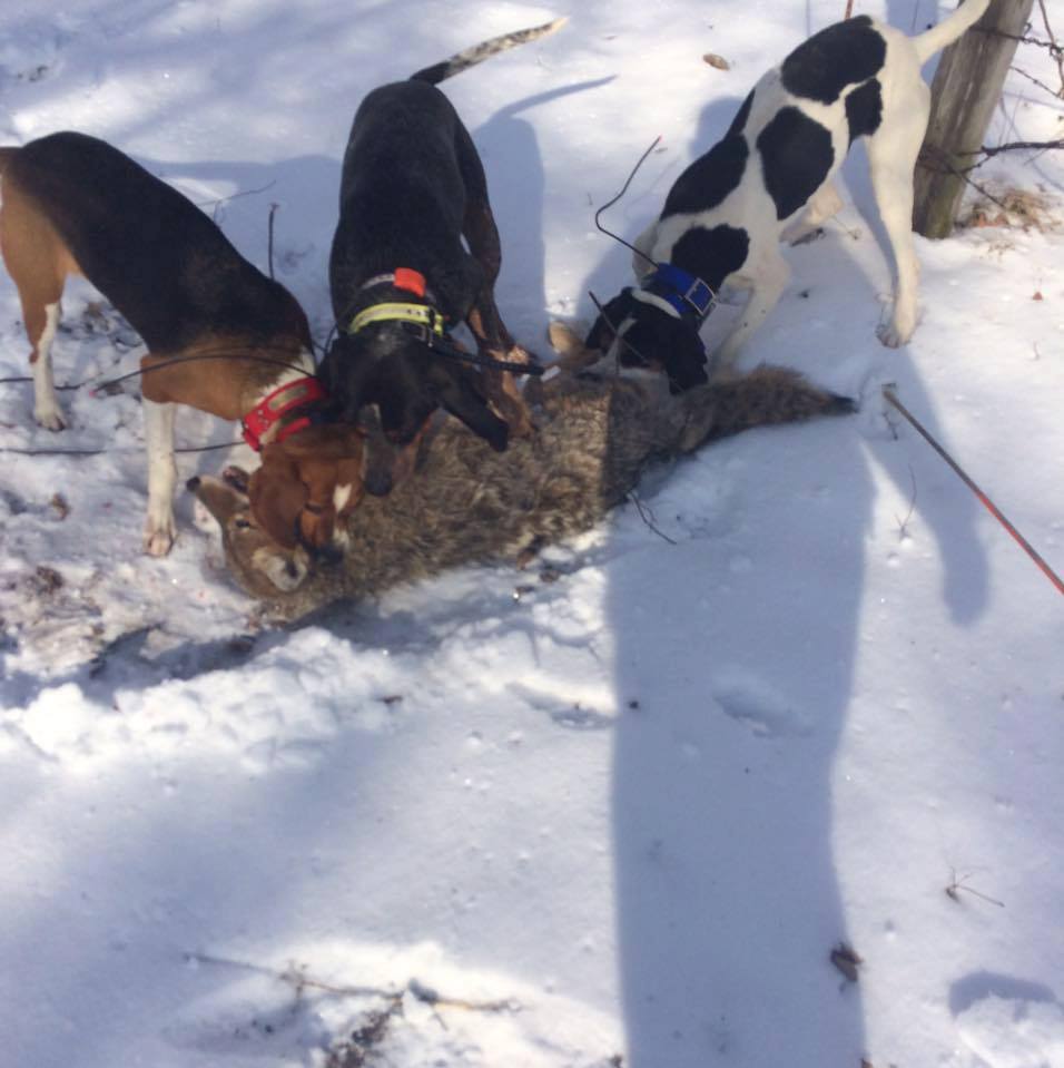 Press Release: Bill Would Remove Public Protections for Hounding Dogs Engaged in Bear and Wolf Fighting