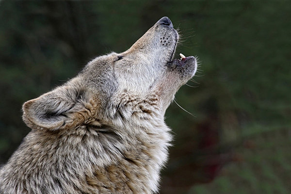 ACTION ALERT: TELL PAUL RYAN TO OPPOSE LEGISLATIVE RIDERS THAT WOULD HARM ENDANGERED SPECIES