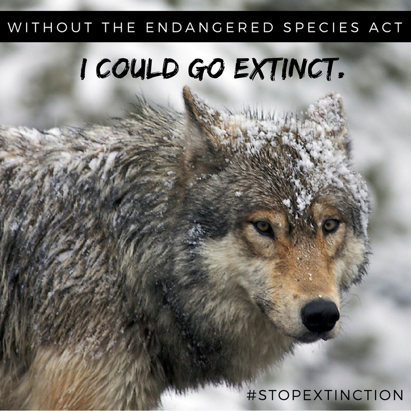 ACTION ALERT: Save the Endangered Species Act
