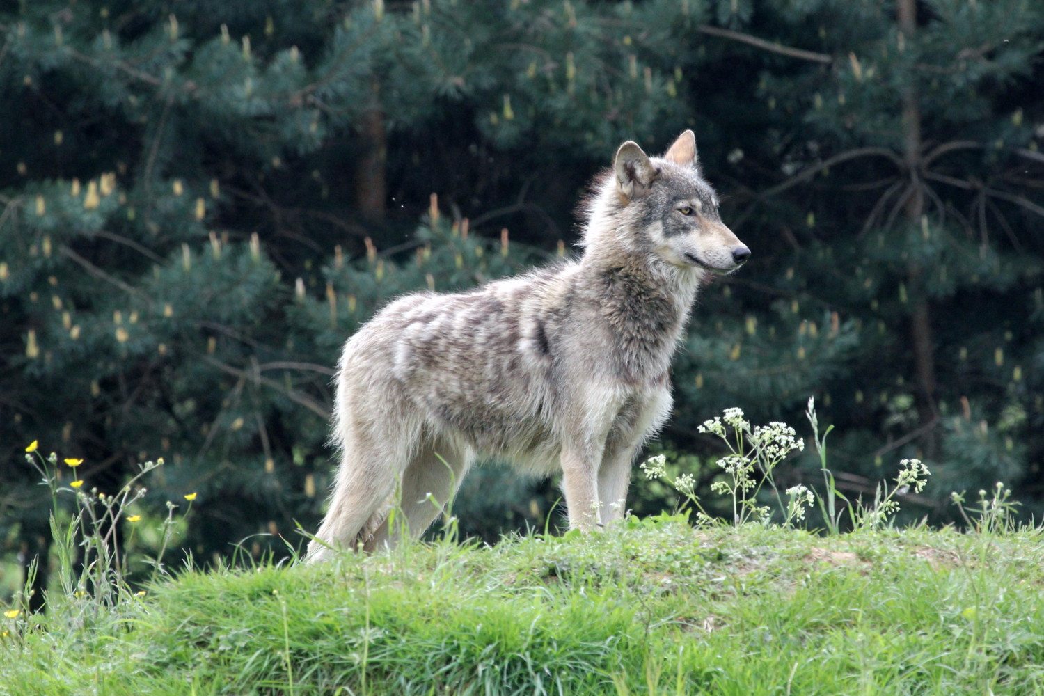 ACTION ALERT: New Bill Would Destroy Endangered Species Act