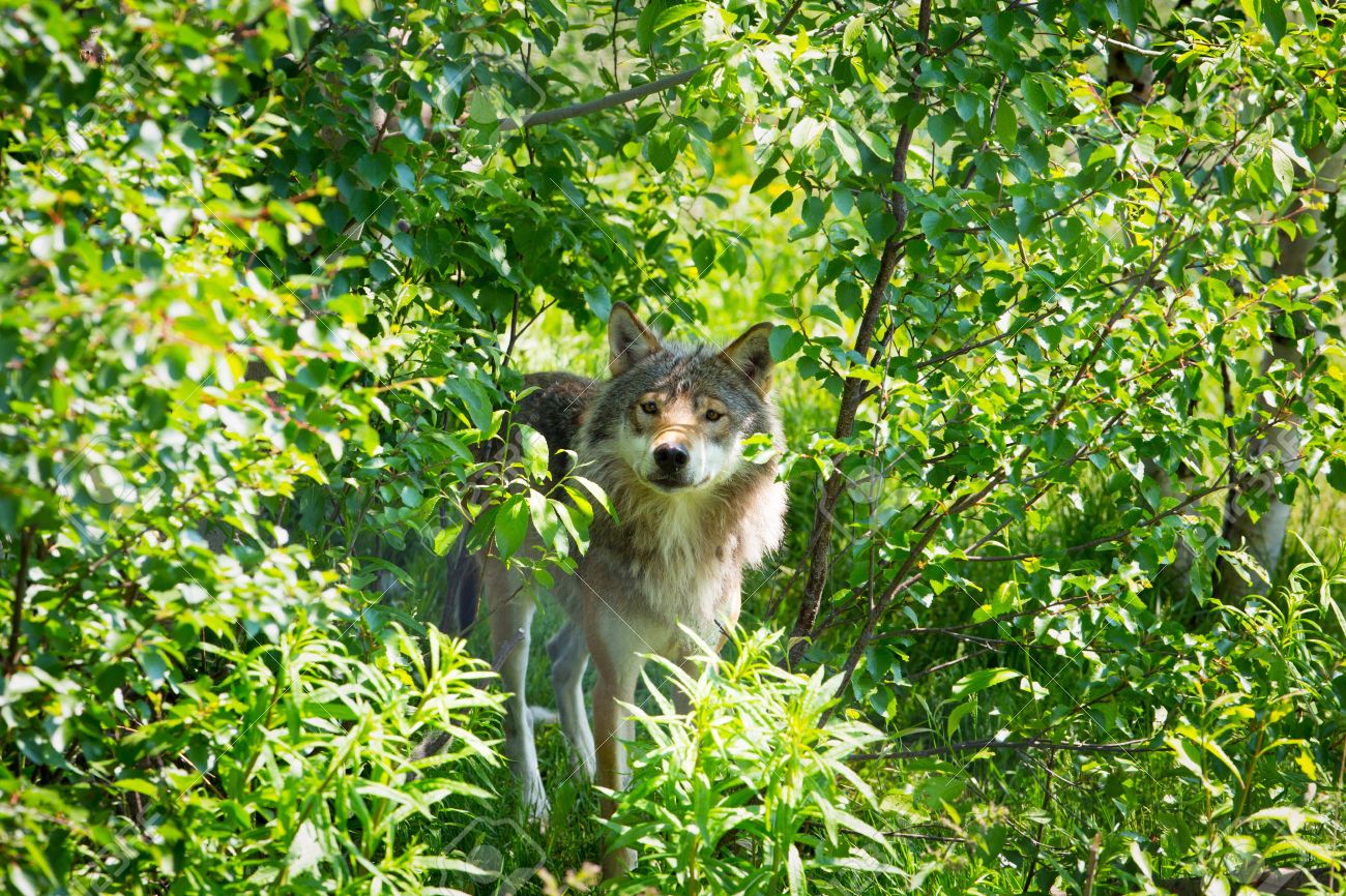 PRESS RELEASE: WISCONSIN DNR DELAYS WOLF MANAGEMENT PLAN