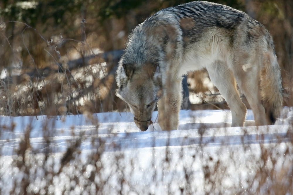 What Just Happened to Wisconsin’s Grey Wolves?