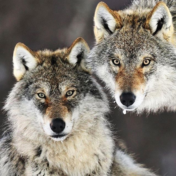 PRESS RELEASE: Howls May be Silenced by Passage of Absurd “Manage Our Wolves Act”