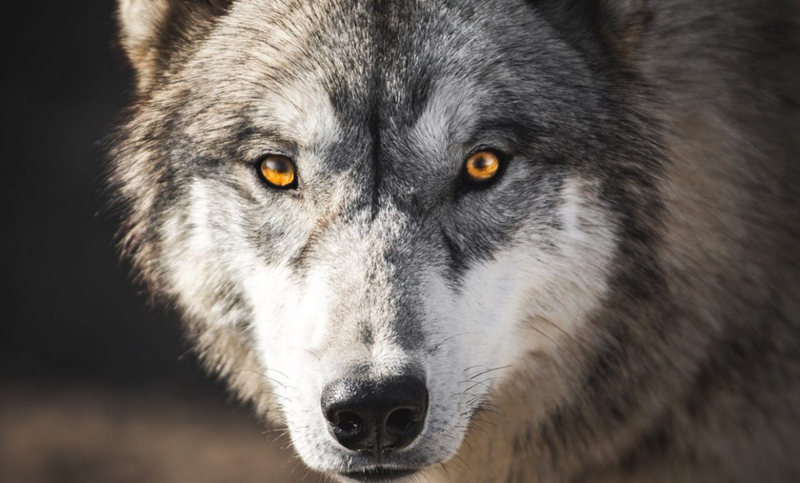 Midterm Results Could be the Difference Between Extinction and Conservation