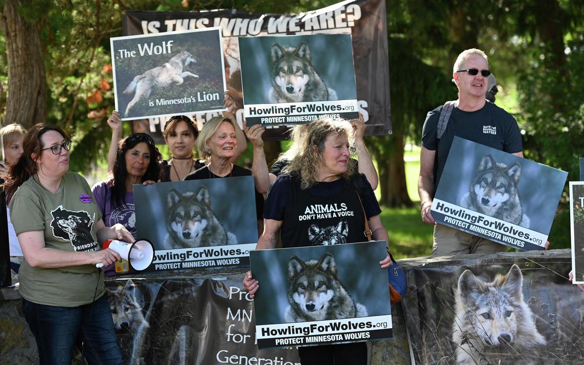 COALITION OF GRASSROOTS GROUPS HOWLS TOGETHER AT WOLF DELISTING HEARING IN BRAINERD, MINNESOTA