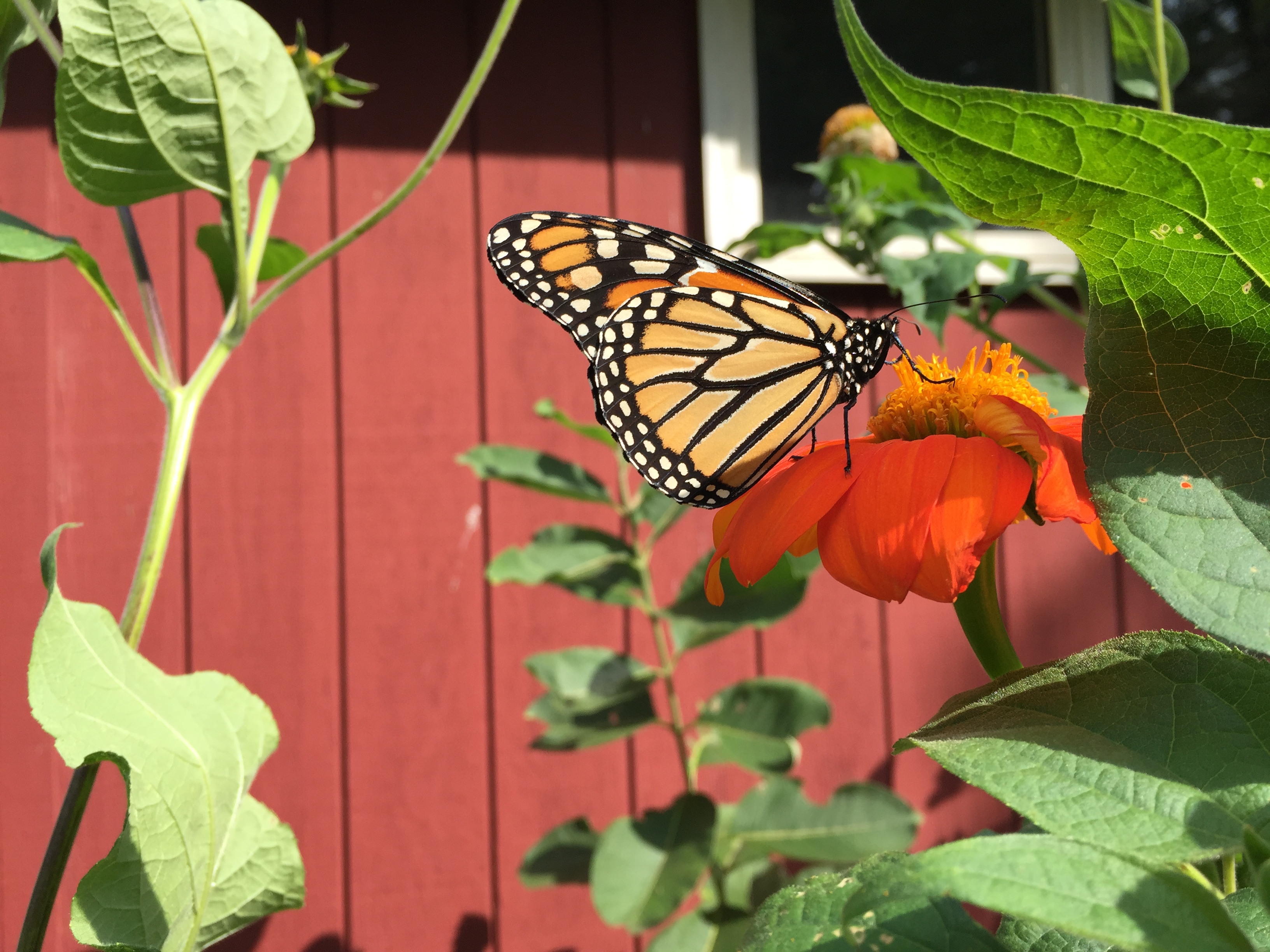 Help Us Stop the Most Brutal Attack Ever on Endangered Species