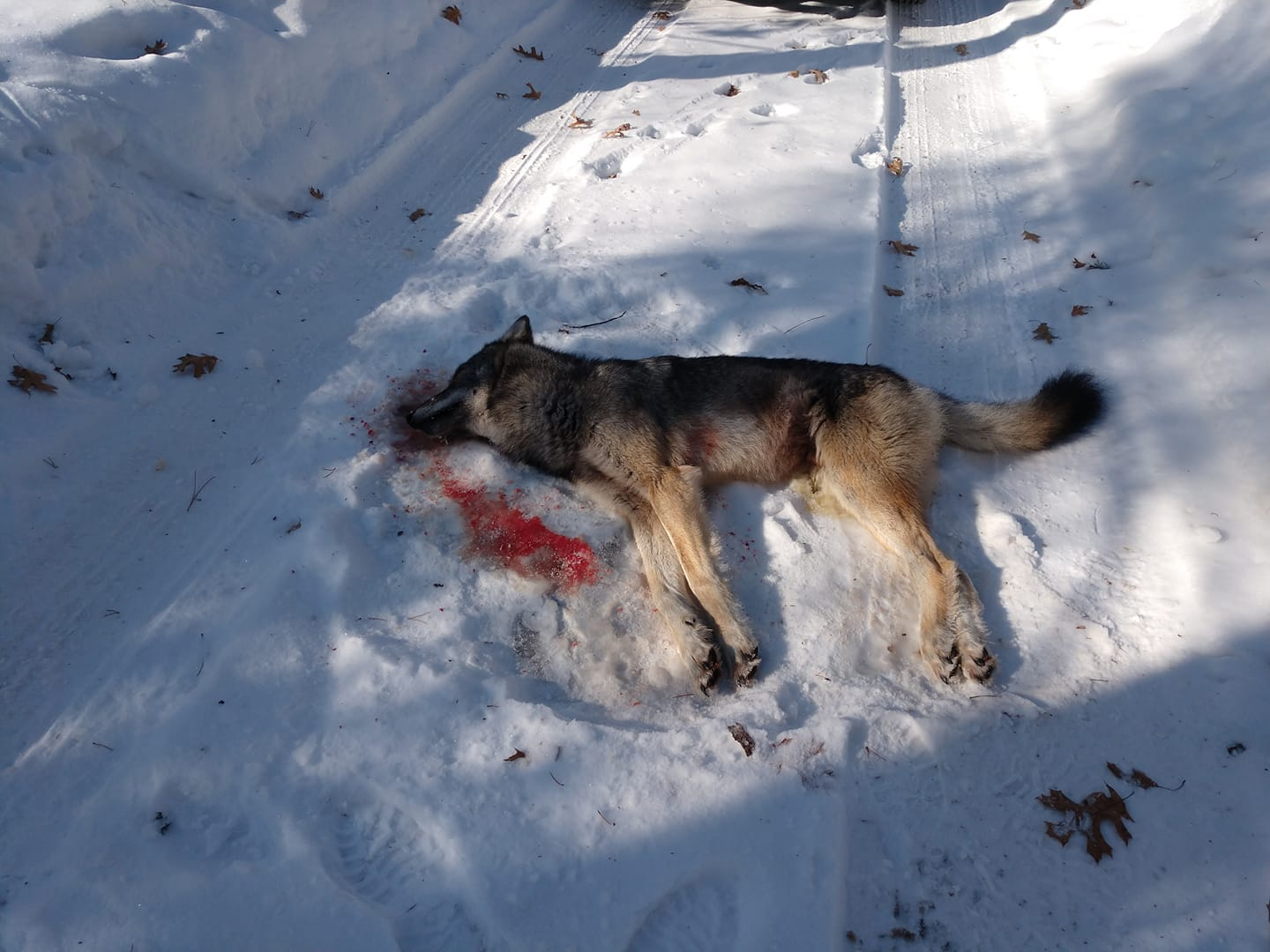 Wolf Poaching Reward