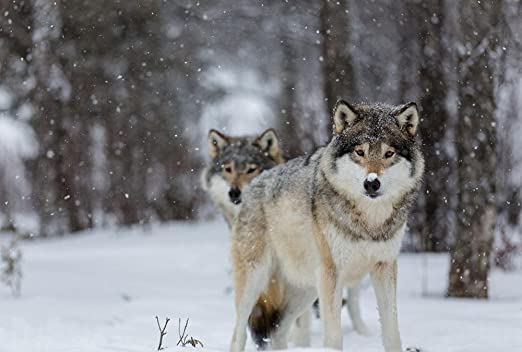PRESS RELEASE: Conservative “Legal Group” Sues Wisconsin to Start Wolf Hunt Immediately
