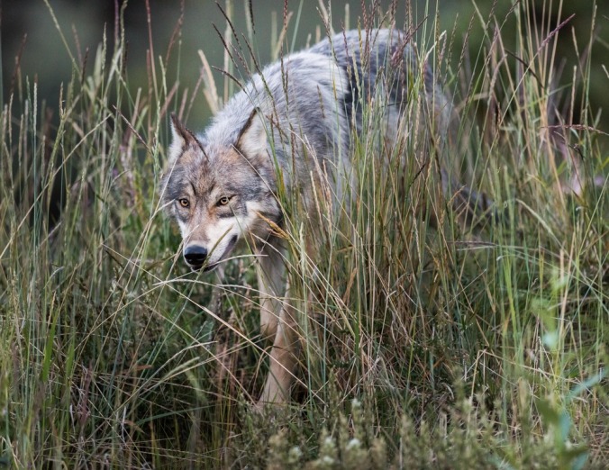 PRESS RELEASE: Coalition of Animal Welfare, Conservation, and a Native American Tribe Seeks Reinstatement of Federal Wolf Protections