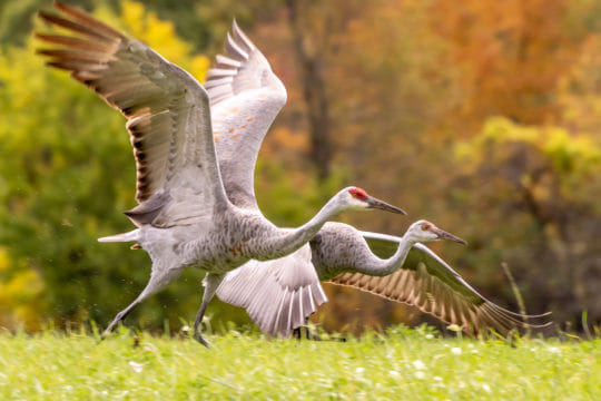 ACTION ALERT: WILDLIFE EMERGENCY!