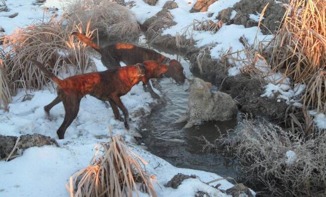 Reblog: State Sanctioned Disposable Dogs