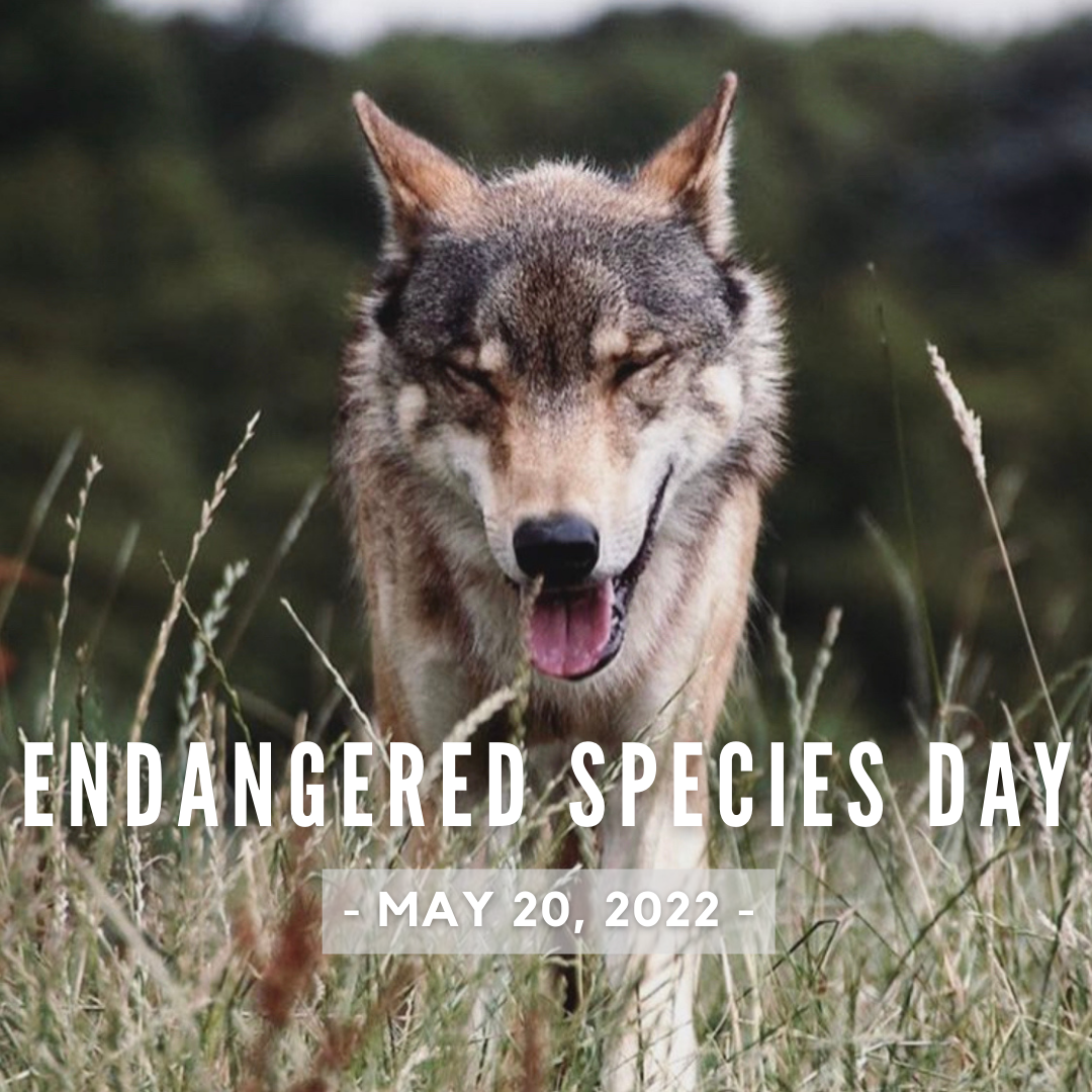 2022 Endangered Species Day Celebration!