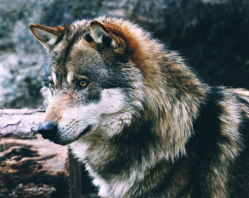 Wisconsin’s new wolf “management” plan leaves wolves imperiled