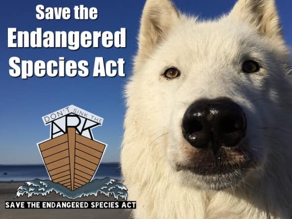 Endangered Species Act Under Severe Attack: What You Need to Know