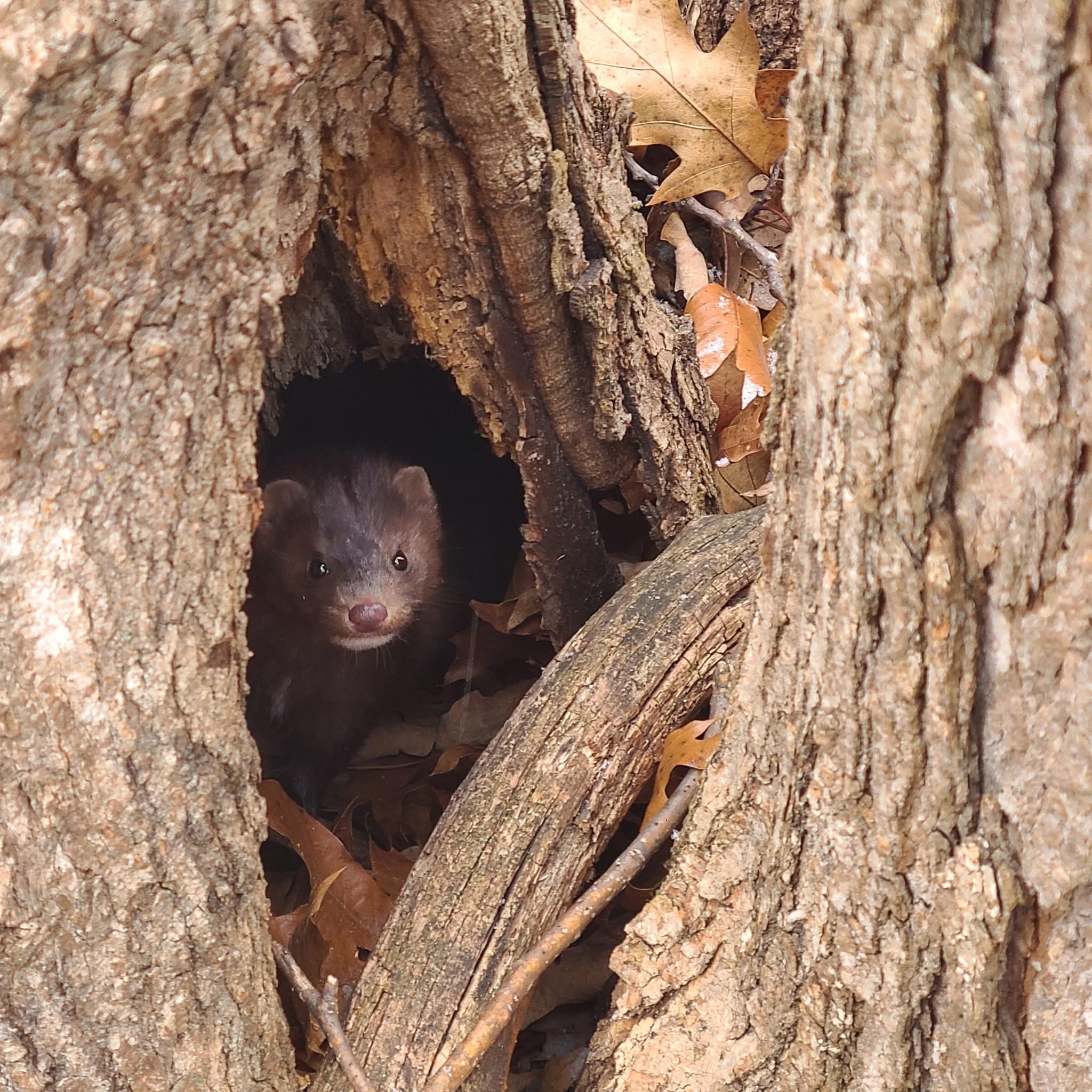 Oops— Duplicate Email Messages Fixed Now! Stay Subsribed for Vital Updates 🐾