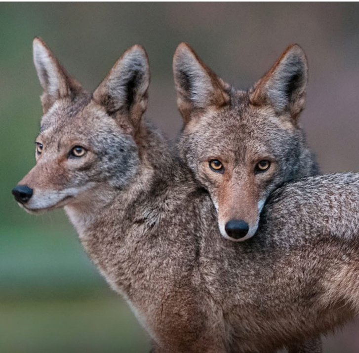 The mass wildlife killing ended for today, but you can stop the second round