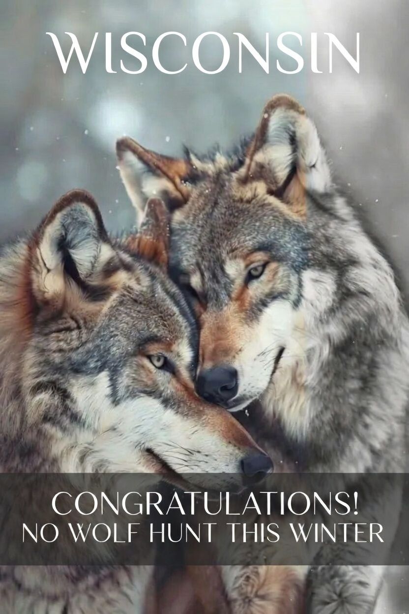 Celebrate with us with a howl of relief! No wolf hunt this winter! 🐺
